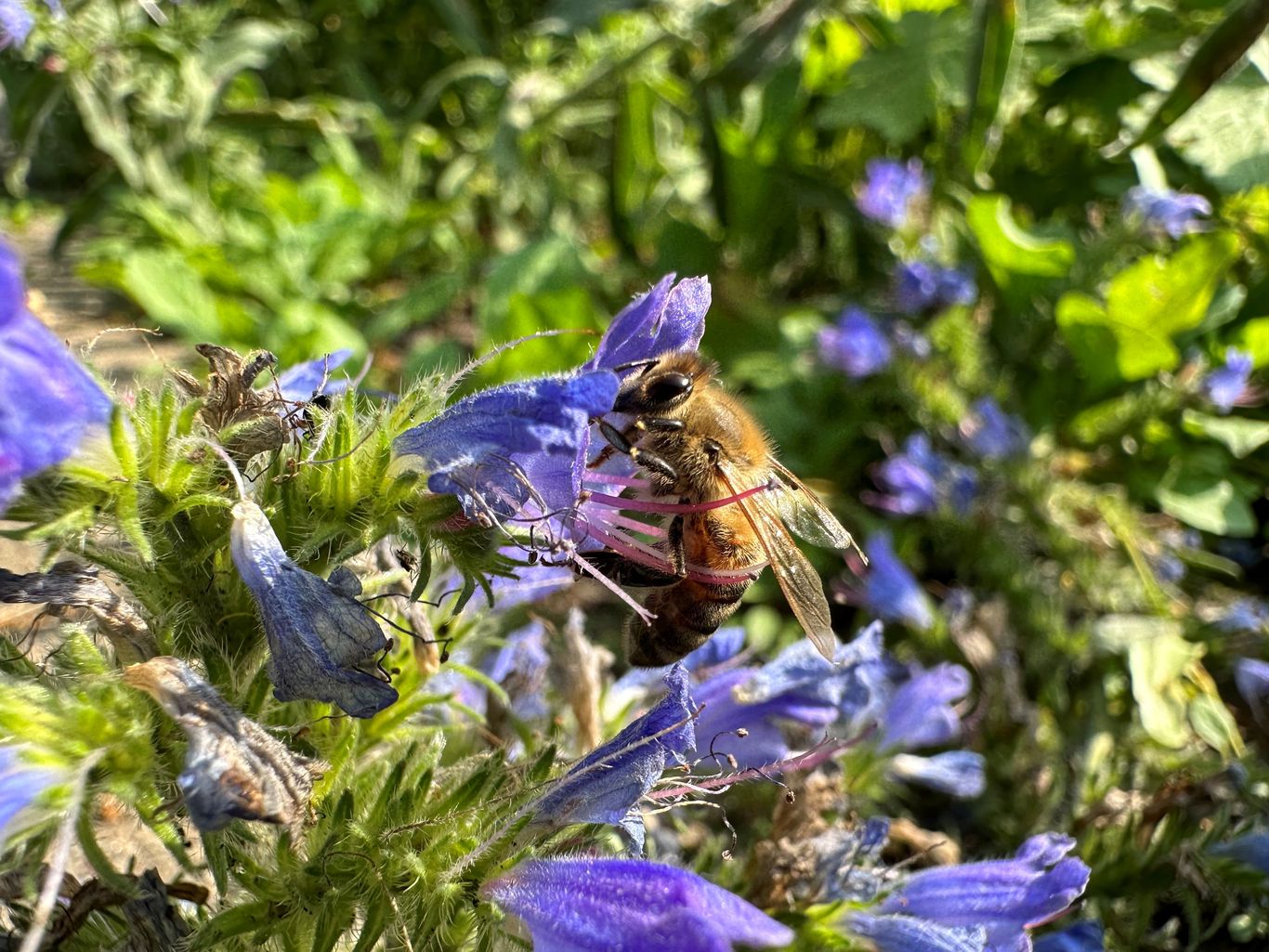 Berliner Biene im Einsatz an einer Blüte